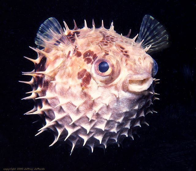 porcupinefish.jpg