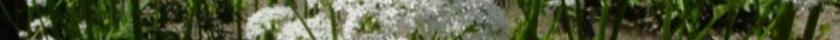 valeriana_officinalis_ssp_officinalis_botka_s1.jpg